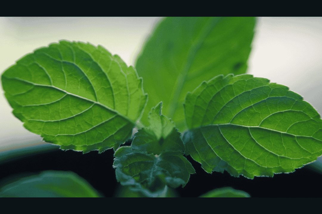 tulsi