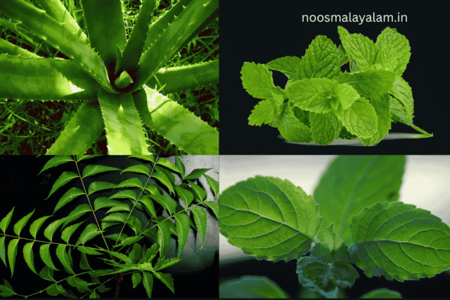 10 essential medicinal plants for home garden malayalam 10 essential medicinal plants for home garden malayalam